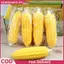 XUAN Mô Phỏng Ngô Thần Tài Đồ Chơi Cao Su Mềm Tăng Chậm Giảm Căng Thẳng Thông Hơi Đồ Chơi Cho Trẻ Em Người Lớn Văn Phòng Tại Nhà Giảm Lo Âu VN