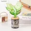Ziyulinyuk Clear Grey Hydroponic Plastic Planter Hoa văn dương xỉ tinh tế Nắp gỗ mịn cho văn phòng tại nhà Máy tính để bàn Quà tặng trang trí VN