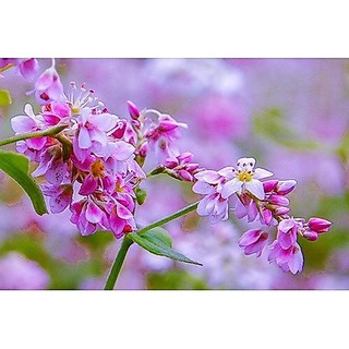 🌟Hạt Giống Hoa Tam Giác Mạch🌟 Giống Nhiều Màu Cực Kỳ Đẹp Gói 100 Hạt