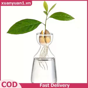 Bình đựng hạt bơ XUAN Bình thủy tinh trong suốt để trồng cây Bộ trồng hạt thủy tinh dành cho những người yêu thích làm vườn VN