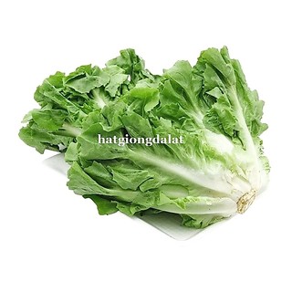 1 Gram - Hạt Giống Xà Lách Giòn Carol Phương Nam
