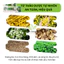 Kem Bôi Á Sừng, Nấm Ngứa, Viêm Da Cơ Địa Lão Chuyên Gia Xanh Lá 15g An Chi Organic