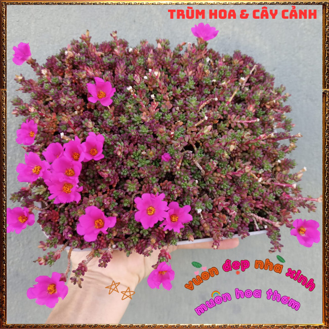 Hoa Mười Giờ Ấn Độ Siêu Phẩm Trồng Nền Ngày Nào Cũng Nở Rộn Ràng ️📩 Hoa Mười Giờ Bonsai & Phụ Kiện