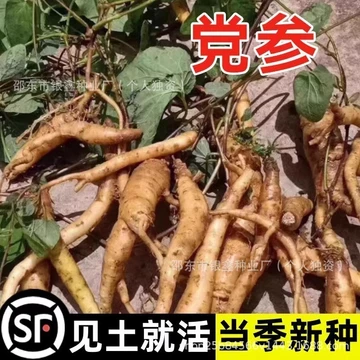 Hạt Nhân Sâm Chính Hãng Cao Cấp Tươi Hoang Dã Nhân Sâm Hạt Gansu Min Hạt Chất Lượng Cao Nhân Sâm Trung Quốc