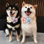 Kẹo Macaron / Thú Cưng Chó Mèo Corgi Teddy Shiba Inu Nơ Cầu Vồng Cổ Hoa Yếm Trang Sức