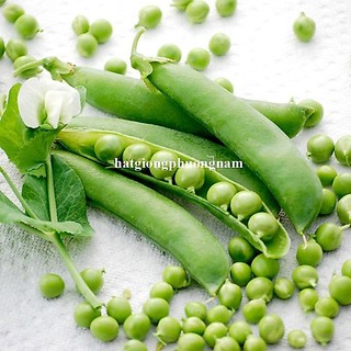 5 Gram - Hạt Giống Đậu Hà Lan Bụi Lùn Phương Nam