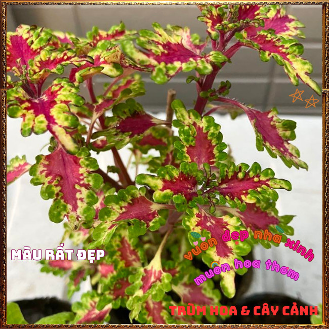 Chậu Cây Lá Gấm HỒNG VIỀN XOĂN Tía Tô Cảnh Đẹp Rực Rỡ Siêu Dễ Trồng️📩 Hoa Mười Giờ Bonsai & Phụ Kiện