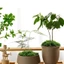 Rêu giả trang trí, rêu nhân tạo phủ gốc cây, decor tiểu cảnh sân vườn giống thật dạng sợi nhiều màu-GIOVA