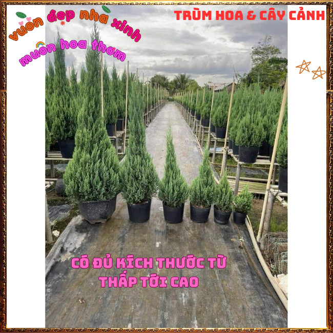 Chậu Cây Tùng Thông Trang Trí Noel Cây Phong Thủy Đại Diện Trường Thọ️📩Hoa Mười Giờ Bonsai & Phụ Kiện
