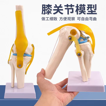 Mô hình chức năng đầu gối của con người Mô hình khớp xương cơ thể Mô hình khớp đầu gối Mô hình xương đầu gối