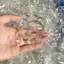 Cat Paw DIY Rỗng Căng Thẳng Đồ Chơi 1 / 5 Chiếc Chậm Phục Hồi Cảm Giác Thần Tài Đồ Chơi Cho Người Lớn Để Bàn Làm Việc Giảm Lo Âu