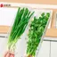 Hộp bảo quản tủ lạnh Bảo quản vỏ sò và mì Cilantro Rau quả Giỏ đựng đồ gia đình VN