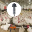 Máy tưới nước gia cầm bằng thép chống gỉ hàng đầu 360 núm vú Thiết kế chống tràn Đồ uống gà bền
