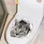 Đề can bồn cầu mèo con 3D ngộ nghĩnh Đề can vỏ chống thấm nước & Sti Nhà vệ sinh Động vật Đề can trang trí cho phòng tắm Nhà vệ sinh