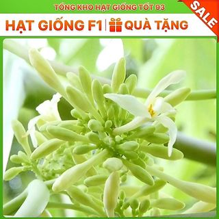 Hạt giống hoa đu đủ đực siêu hoa- hàng công Ty Loại 1