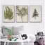 Vintage Fern Botanical Branch Olive Wildflower Poster Không Khung Tranh Canvas Cho Phòng Khách Trang Trí Nhà