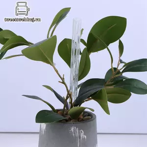 Nhíp 3 / 5 / 10 Cái Ống Lưu Thông Không Khí Đất Cho Cây Nhựa Bền Chân Cây Ống Thông Gió Thoát Nước Trong Suốt s VN
