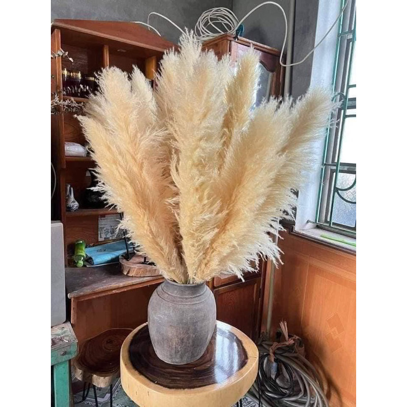 Bông lau , cành cỏ lau khô, hoa cỏ lau khô trang trí decor nhà, trang trí shop,spa,trang trí tiệc cưới sự kiện