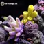 GE Nhân Tạo San Hô Cá Trang Trí Mô Phỏng Sao Biển Nhựa Rạn San Hô Cảnh Quan Bể Cá Trang Trí Thủ Công Để Bàn Trang Trí VN