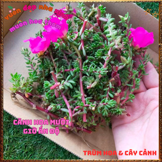 Hoa Mười  Giờ Ấn Độ Siêu Xinh Sống Khỏe Bất Chấp Mọi Thời Tiết 🍕 BẢO HÀNH CÂY GIỐNG VÀ HOA CHUẨN