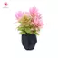 MJnmc Thu Nhỏ Chậu Cây Trang Trí Tỉ Lệ 1: 12 Nhà Búp Bê Mini Cây Cảnh Mô Hình Trang Trí Đồ Chơi Micro Cảnh Phong Cảnh Đạo Cụ Ảnh Mới