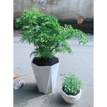 [HỎA TỐC] Chậu Cây Đinh Lăng