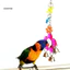 Vẹt Nhiều Màu Nhai Chuông Hoa Gương Xoay Parakeet Chim Treo Đồ Chơi