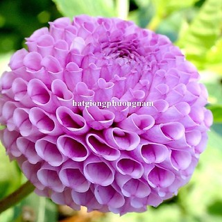 100 Hạt - Hạt Giống Thược Dược Tổ Ong Mix Phương Nam