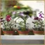 10 Chân Đế Hoa Để Bàn Giá Đỡ Cây Leo Cây Nho Vườn Trellis Hỗ Trợ Cho Gia Đình 17cm X 15.5cm