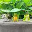 GE Nhựa Vườn Các Bức Tượng Động Vật Bộ 3 Ô Voi Rùa Ếch Cho Trẻ Em Để Bàn Bể Cá Kệ Trang Trí VN