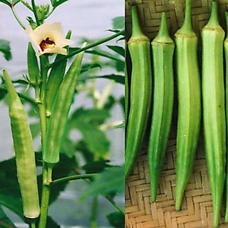 Hạt giống Đậu Bắp Xanh cao sản, sinh trưởng phát triển khoẻ, kháng sâu bệnh tốt , năng xuất cao - 10 gam hạt