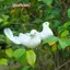 1 Chim Bồ Câu Nhân Tạo Chim Bồ Câu Giả Mô Phỏng Lông Bồ Câu Cây Giáng Sinh Đồ Trang Trí Tiệc Cưới Trang Trí Nhà Phòng Khách