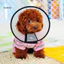 Nhựa Thú Cưng E-Collar Sâu