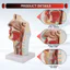 Mũi Cavity Cổ họng Mô hình Giải phẫu Con người Pharynx Larynx Mô hình dành cho sinh viên Nghiên cứu Hiển thị Giảng dạy