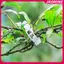 JASMINE 100 Chiếc Kẹp Cây Nhựa An Toàn Nâng Cấp Kẹp Hỗ Trợ Thực Vật Kẹp Vườn Kẹp Cho Cây Leo Núi Hỗ Trợ Kẹp Cố Định Thực Vật Kẹp JASMINE