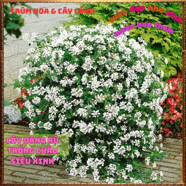 Chậu Hoa Ngũ Sắc Trắng Rũ Thơm Ngát Nở Quanh Năm Rất Dễ Trồng ️🌮Hoa Mười Giờ Bonsai & Phụ Kiện