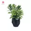 MJnmc Thu Nhỏ Chậu Cây Trang Trí Tỉ Lệ 1: 12 Nhà Búp Bê Mini Cây Cảnh Mô Hình Trang Trí Đồ Chơi Micro Cảnh Phong Cảnh Đạo Cụ Ảnh Mới