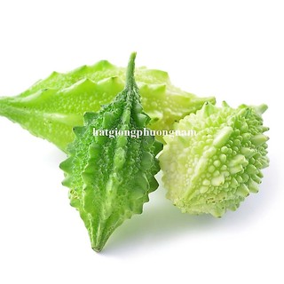 10 Hạt - Hạt Giống Khổ Qua Rừng Phương Nam