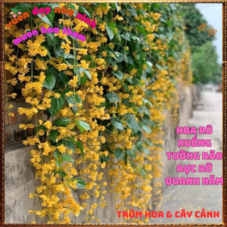 Chậu Hoa Chuỗi Ngọc Vàng Lan Hoàng Dương Rực Rỡ Quanh Năm Siêu Đẹp Dễ Trồng[⏳{{storồng