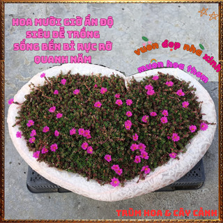 Hoa Mười  Giờ Ấn Độ Siêu Xinh Sống Khỏe Bất Chấp Mọi Thời Tiết 🍕 BẢO HÀNH CÂY GIỐNG VÀ HOA CHUẨN