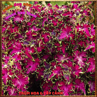 Chậu Cây Lá Gấm HỒNG VIỀN XOĂN Tía Tô Cảnh Đẹp Rực Rỡ Siêu Dễ Trồng️📜 Hoa Giống Mới Siêu Đẹp, Dễ Trồng