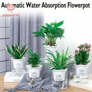 PWSSEND Chậu hoa tự tưới nước nóng Dễ thương trong suốt tròn Trang trí văn phòng Chất lượng cao Cây mọng nước Thủy canh