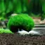 Luckyew 3-4cm Marimo Moss Balls Sống Bể Cá Thực Vật Tảo Cá Tôm Bể Trang Trí Mô Phỏng Xanh Tảo Bóng Cây Nhân Tạo TQ