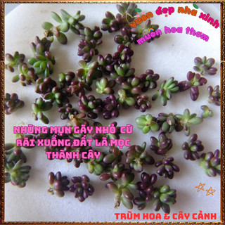 Hoa Mười Giờ Ấn Độ Xinh Xắn Siêu Dễ Trồng Nở Mỗi Ngày 🕰VƯỜN HOA CỔ TÍCH