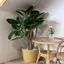 1 / 12 Nhà Búp Bê Thu Nhỏ Aglaia Odorata Cây Chậu Xanh 1 Cái Nhỏ Trang Trí Đồ Chơi Trang Trí Cho Trẻ Em Vườn Mini
