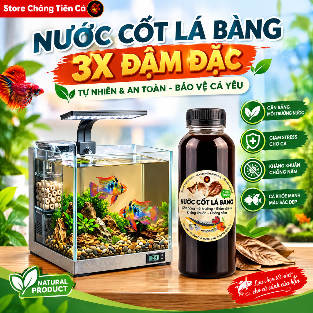 Nước Cốt Lá Bàng Đậm Đặc - Lọc Nano Siêu Trong - Dưỡng Cá Betta, Cá Lóc, Giảm Stress