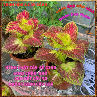 Chậu Cây Gấm LÁ ĐA TRÒN 3D Tía Tô Cảnh Sắc Màu Tươi Sáng Tuyệt Đẹp️📬 Làng Hoa Sa Đéc