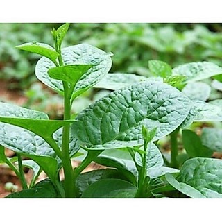 Hạt giống rau Mồng Tơi Cao Sản, sinh trưởng khoẻ, kháng sâu bệnh - gói 20 gam