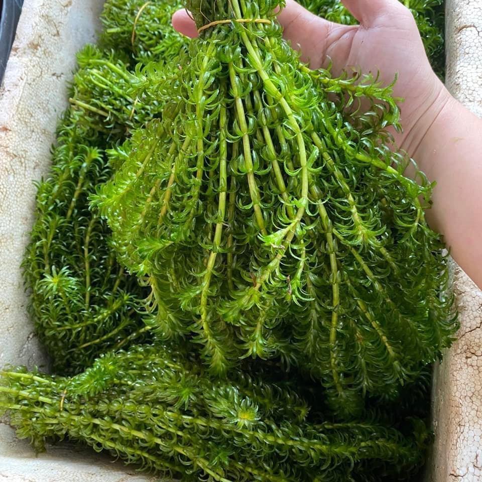 Rong đuôi chó trồng thuỷ sinh thác nước | Shopee Việt Nam