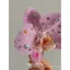 Hồng Phalaenopsis Huazi Nhấp Nháy Kim Cương Bên Kẹp Tóc Hoa Phụ Kiện Tóc Đi Biển Đầu Kỳ Nghỉ Hoa